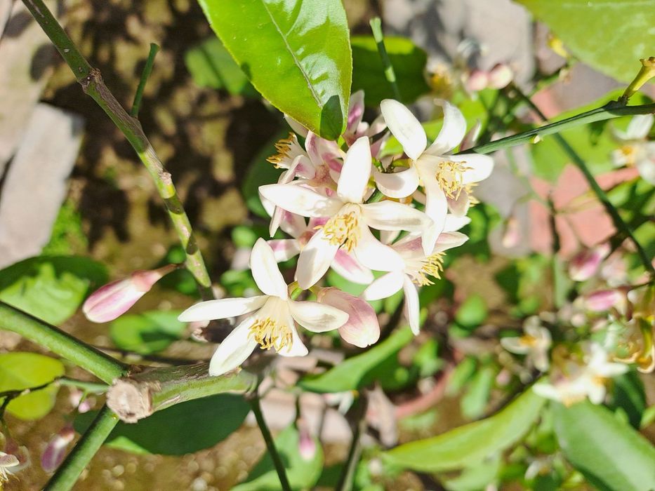 Limon daraxti sotiladi