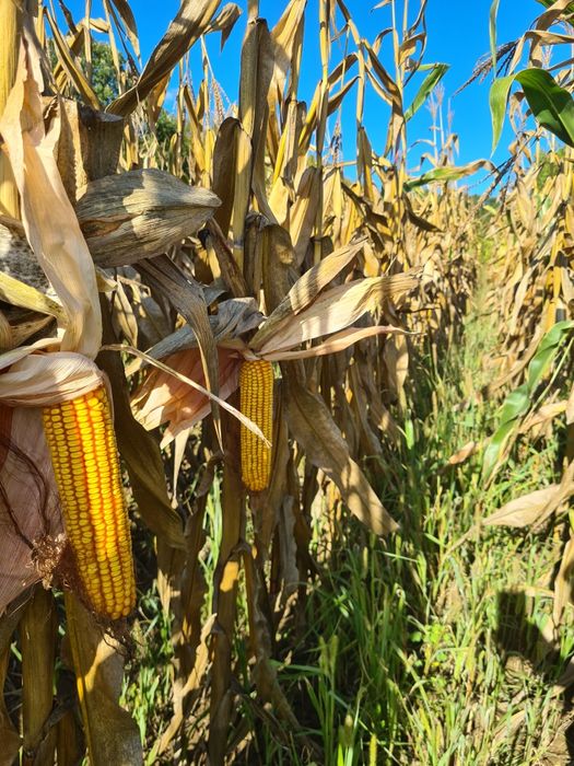 Porumb stiulete 2025