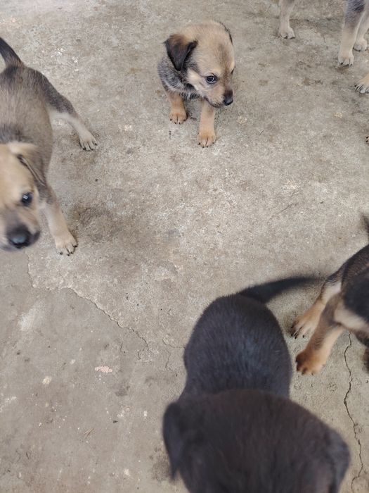 Adopție căței talie mica