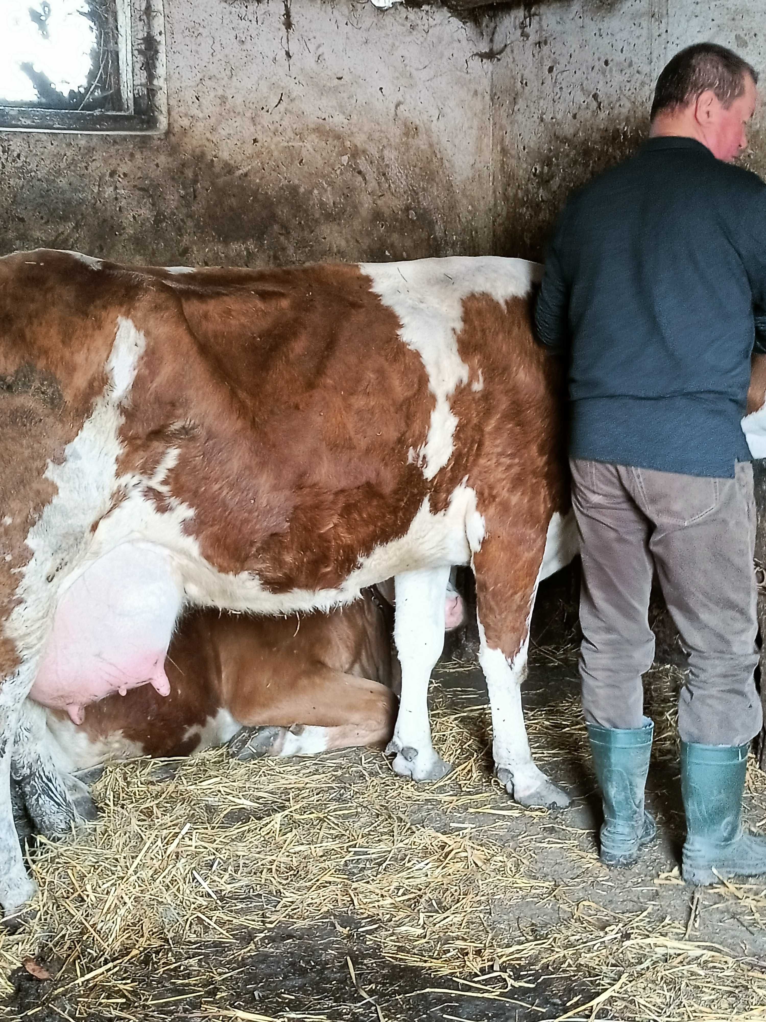 Vaca bălțată de vanzare