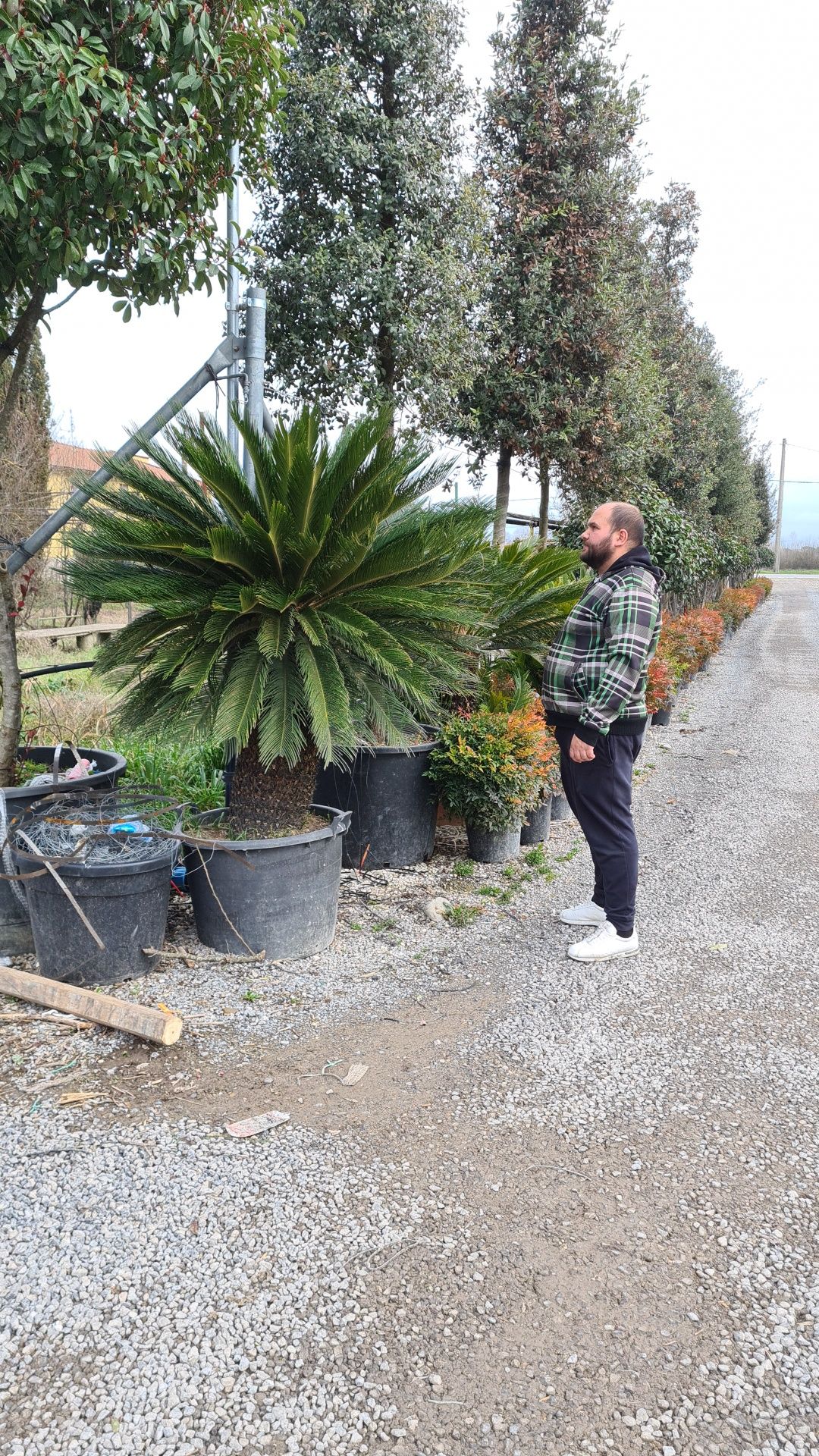 Palmier trachicarpus Fortunei și Palmier cycas