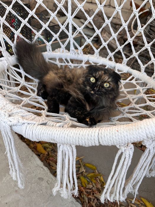 Пропала кошка по имени Фрося