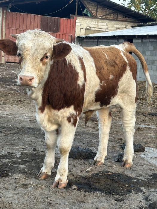 Taure baltata romaneasca