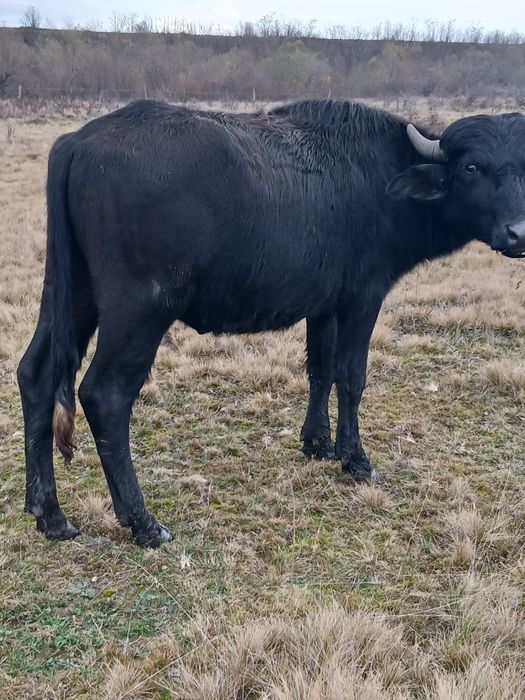 De vânzare tauras bivola de 1 an jumate  pentru monta sau sacrificare