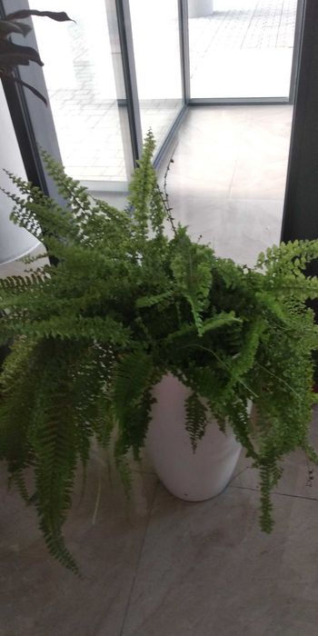 Продаю разнообразные комнатные растения .