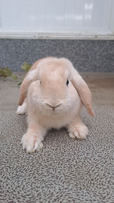 Quyonlar sotiladi. 7 oylik.