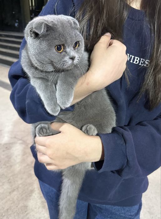 Skottish fold sotiladi sog’lom