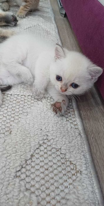 Уникална порода котенца