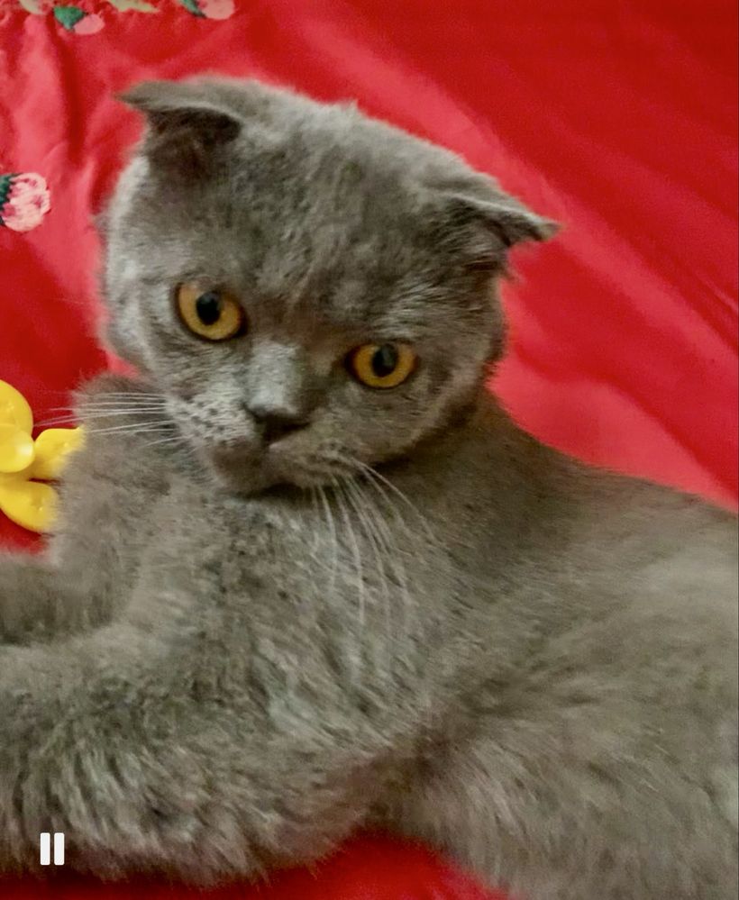 Молодой котик Scottish Fold!