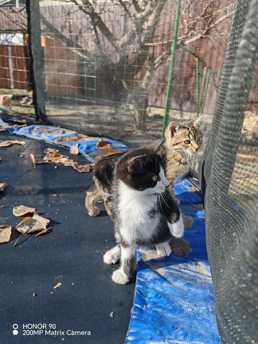 Pisoi pentru adopție!