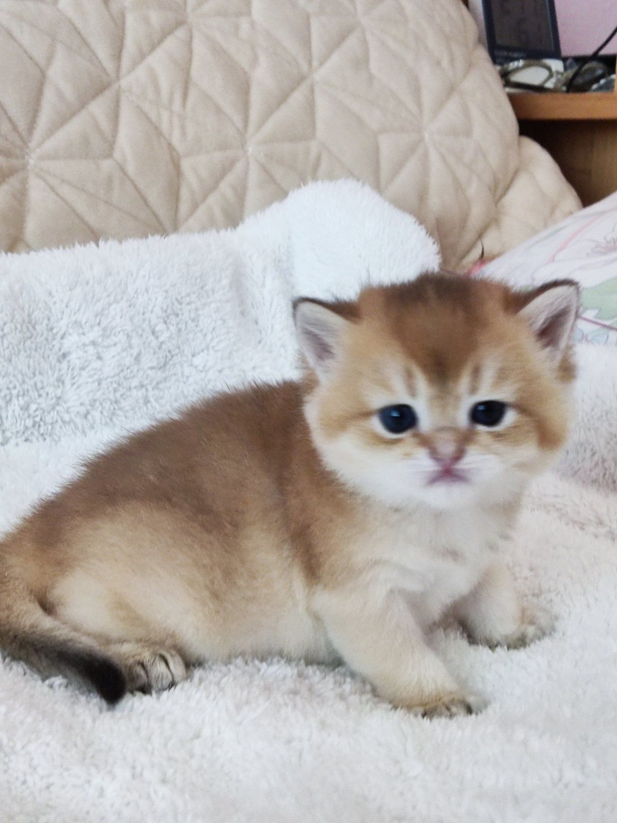 British shorthair NY 11 golden.