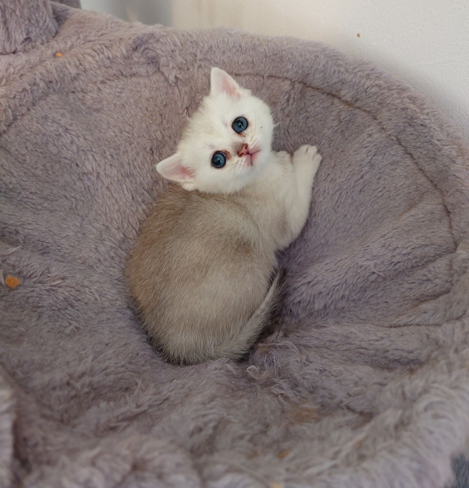 British shorthair