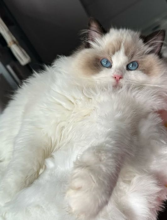 Привезные регдоллы !!