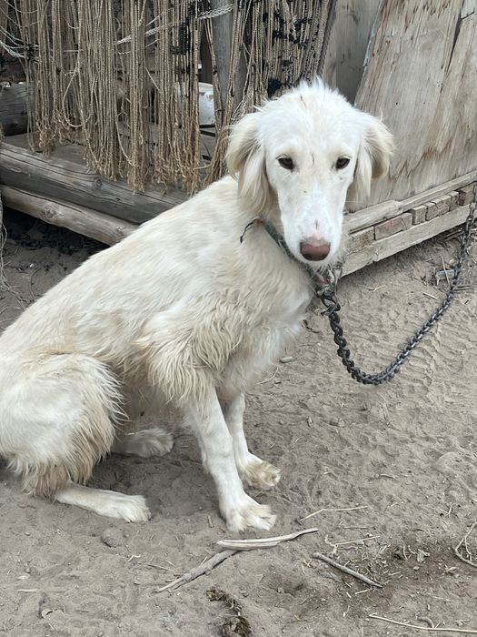 Тазы күшік таза қанды