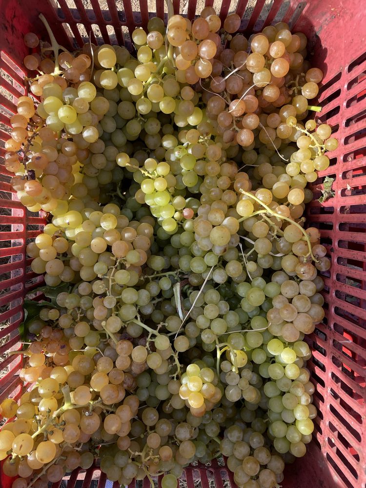 Struguri de vin diferite soiuri cu livrare la domicilu