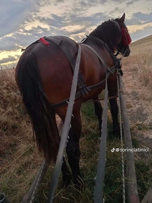 Armăsar  de vanzare