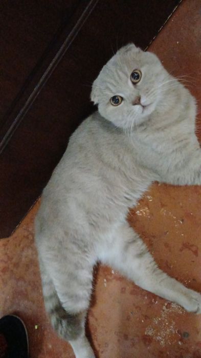 Синба 1 год скотиш фолд