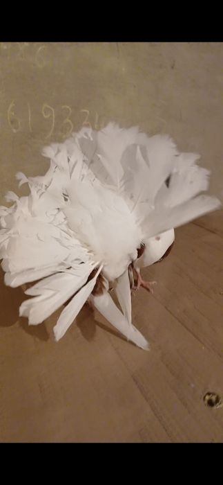 Продам продам голубей