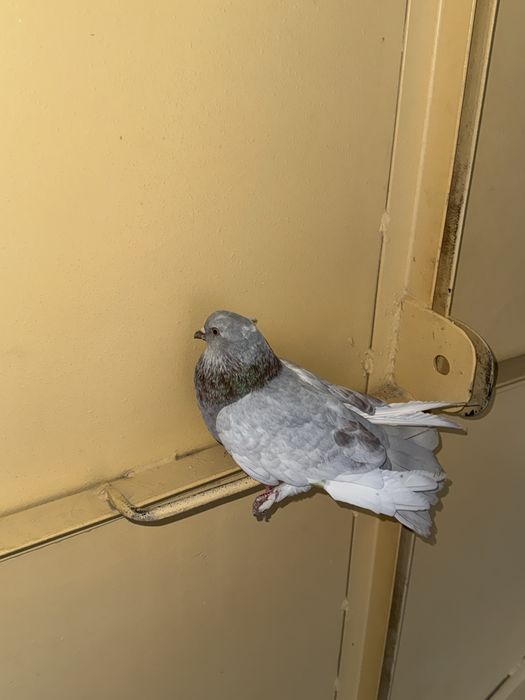 Kabutar donasi 50 mingdan