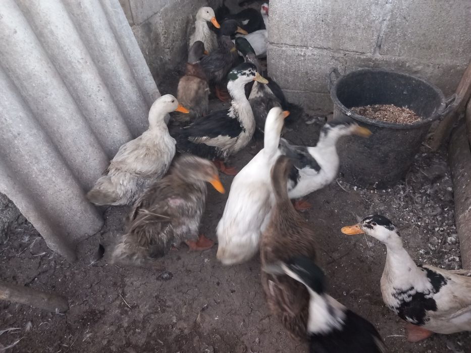 Rate romanesti și lesesti