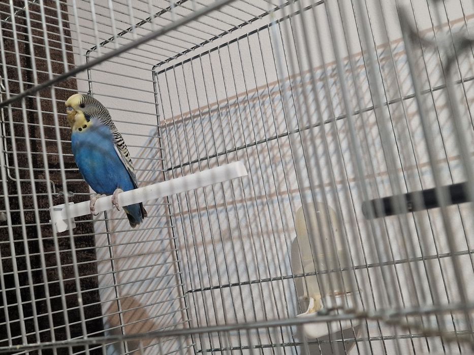 Papagal Perus Colivie