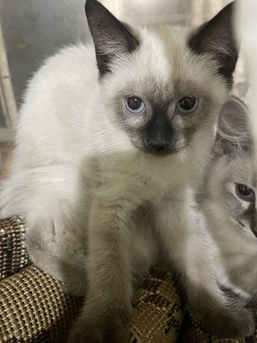 Продается котенок