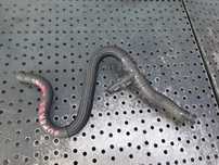 furtun combustibil  1.6 tdi cay vw golf 6 skoda superb 2 octavia 2 seat leon altea audi a3  1k0130307bc