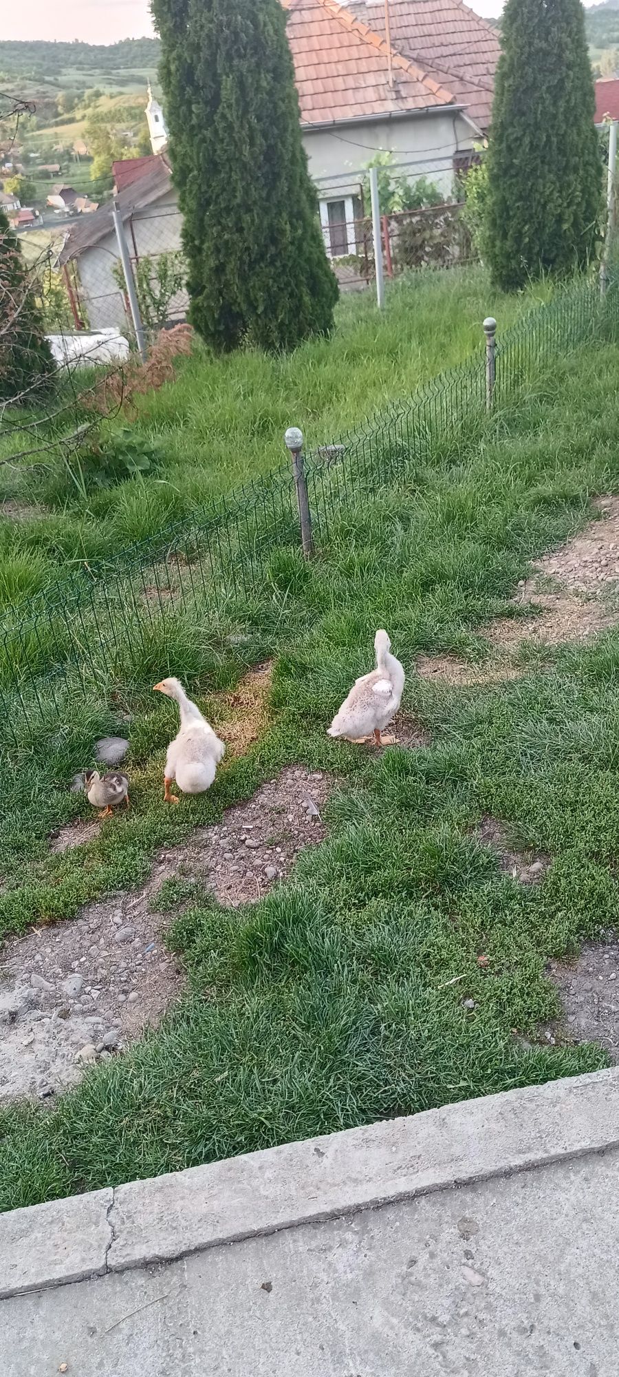 Vand 3 gaste adulte si 3 boboci