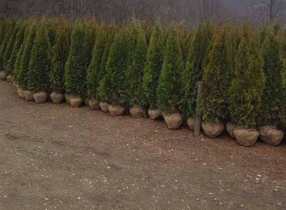 Plante ornamentale premium, soluția perfectă pentru grădini