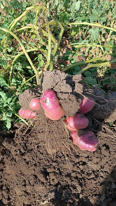 Картофель домашний отборный,сорт красный.