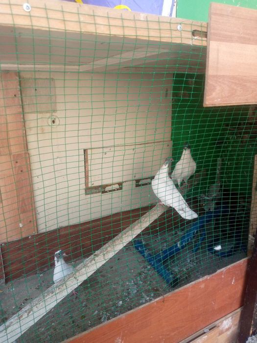 Каптар сотилади 50мингдан Хар бири