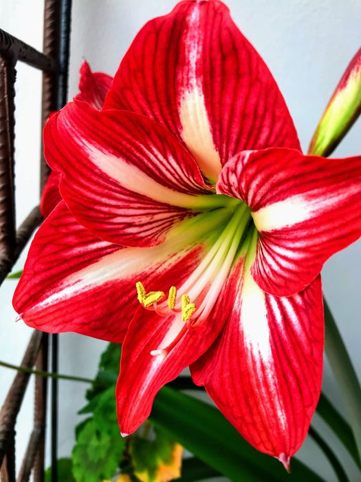 Amaryllis si Cactus