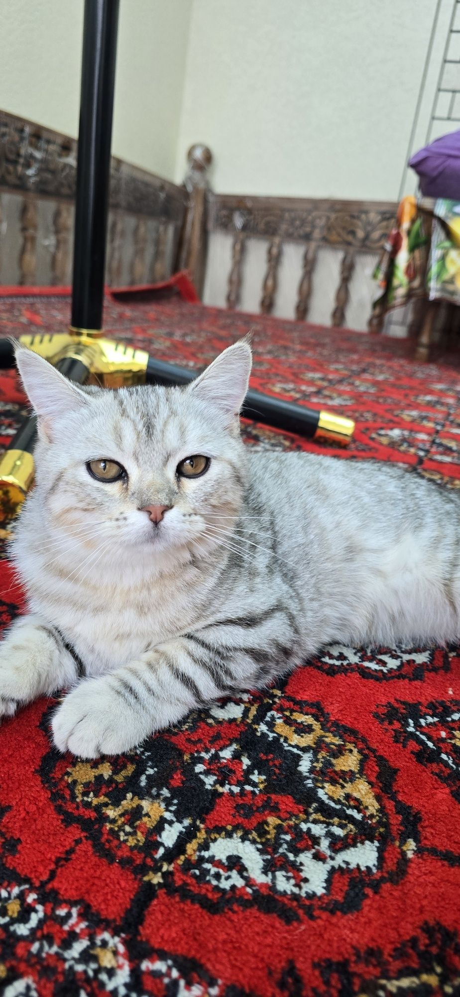 Mushuk shotesh strayt. Shinshila