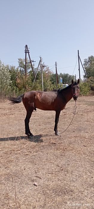 Продам лошадь харошая