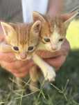 Котенца на 1 месец