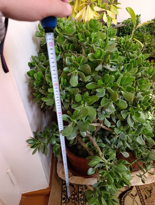 Dollar gullar, Доллар цветы