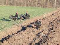 Vand oua  de gaini Australorp, pentru incubatie sau consum bio.