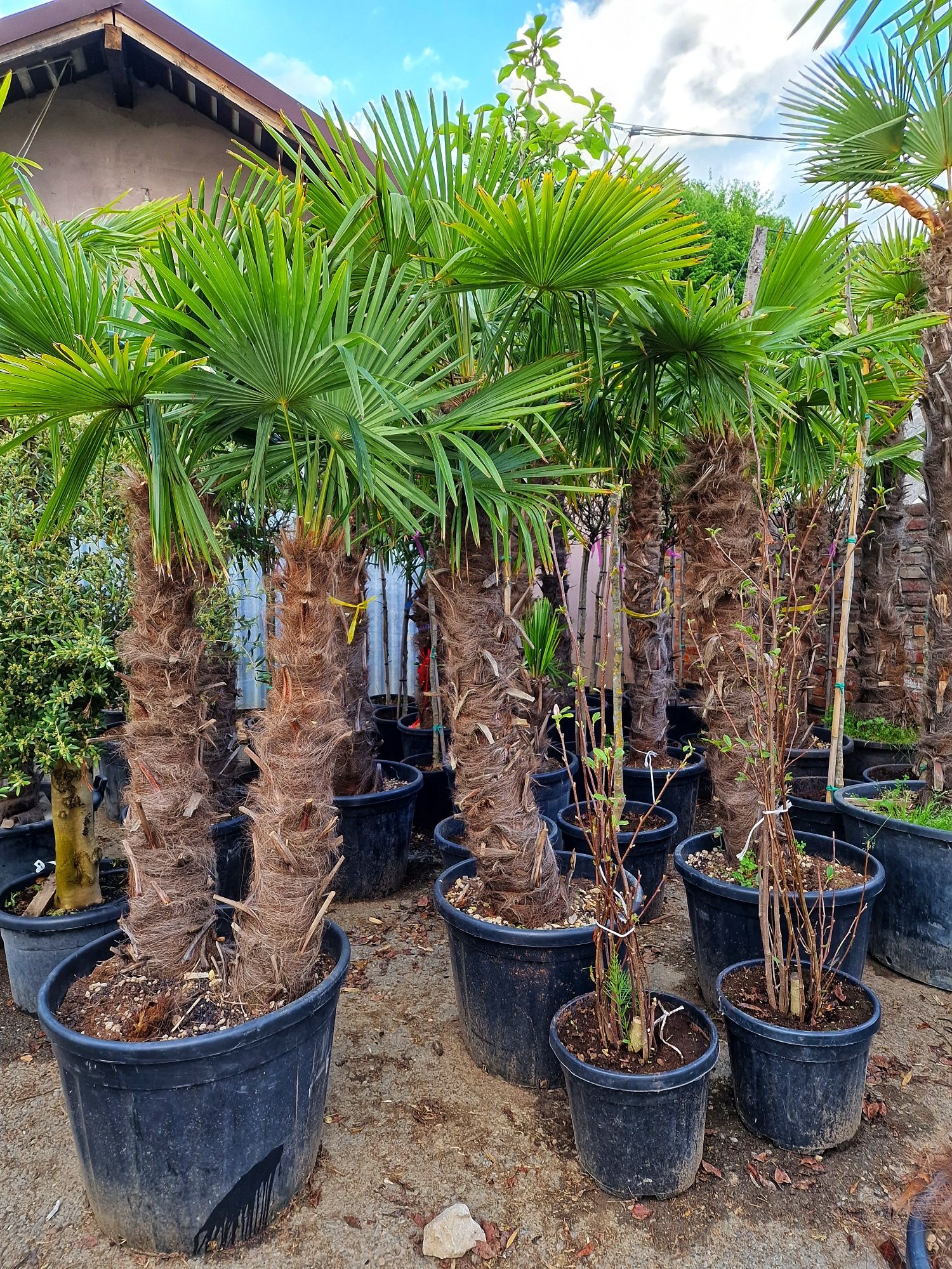 Plante exotice, palmieri, lamai, mandarin, portocal, maslini, bonsai..