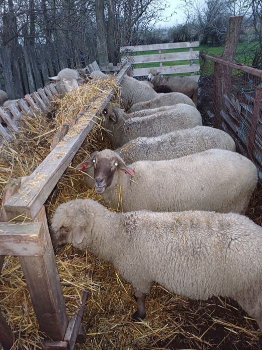 Vând 17 oi ,tinere și grase!