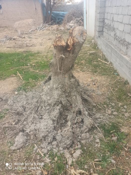 Янгок ва тол томирлари сотилади