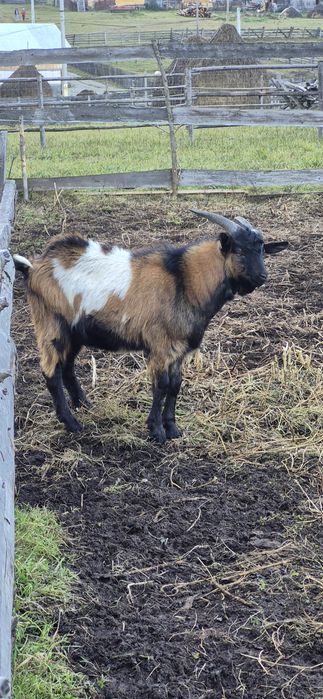 Vând capră, ieduță și țap