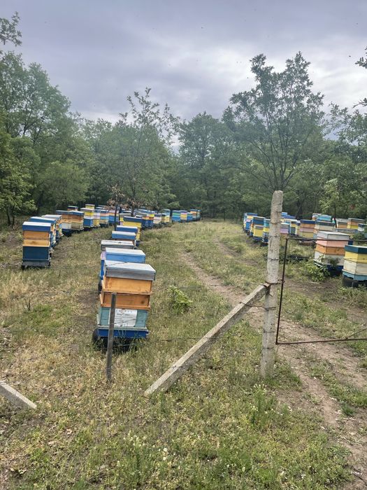 Продавам пчелен мед.