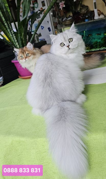 Британски дългокосмести котенца