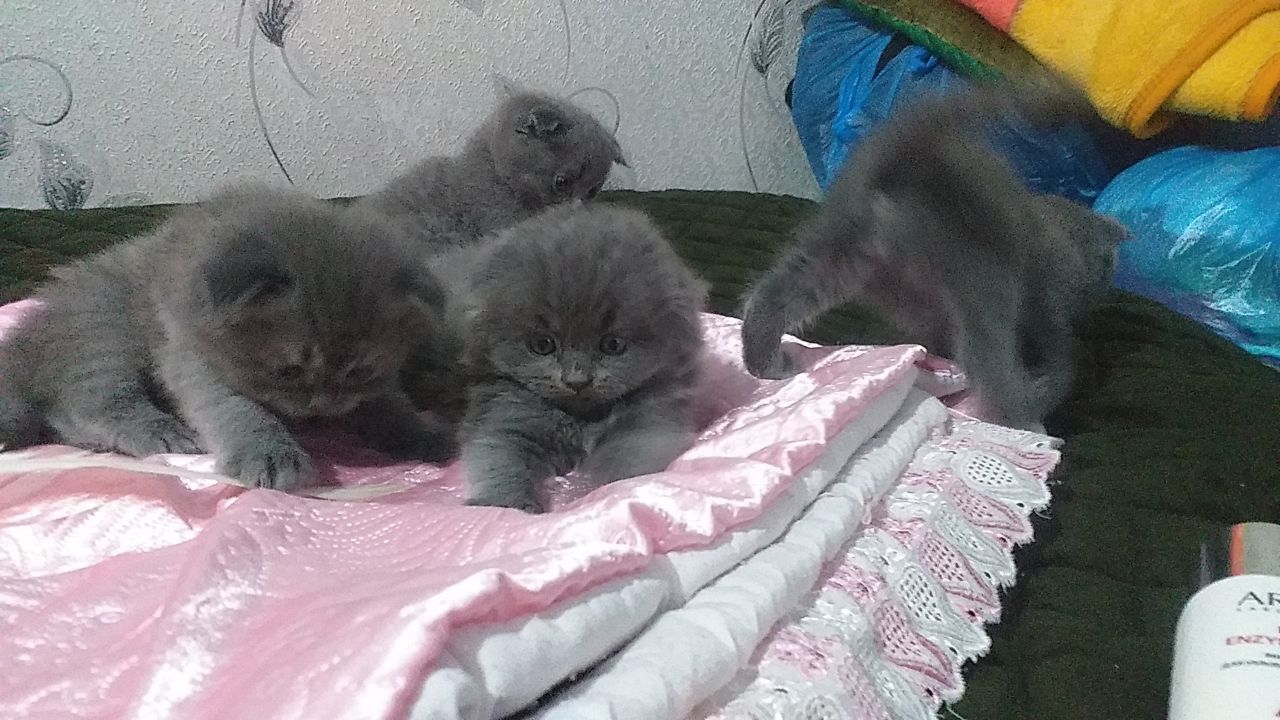 Котёнок продаётся