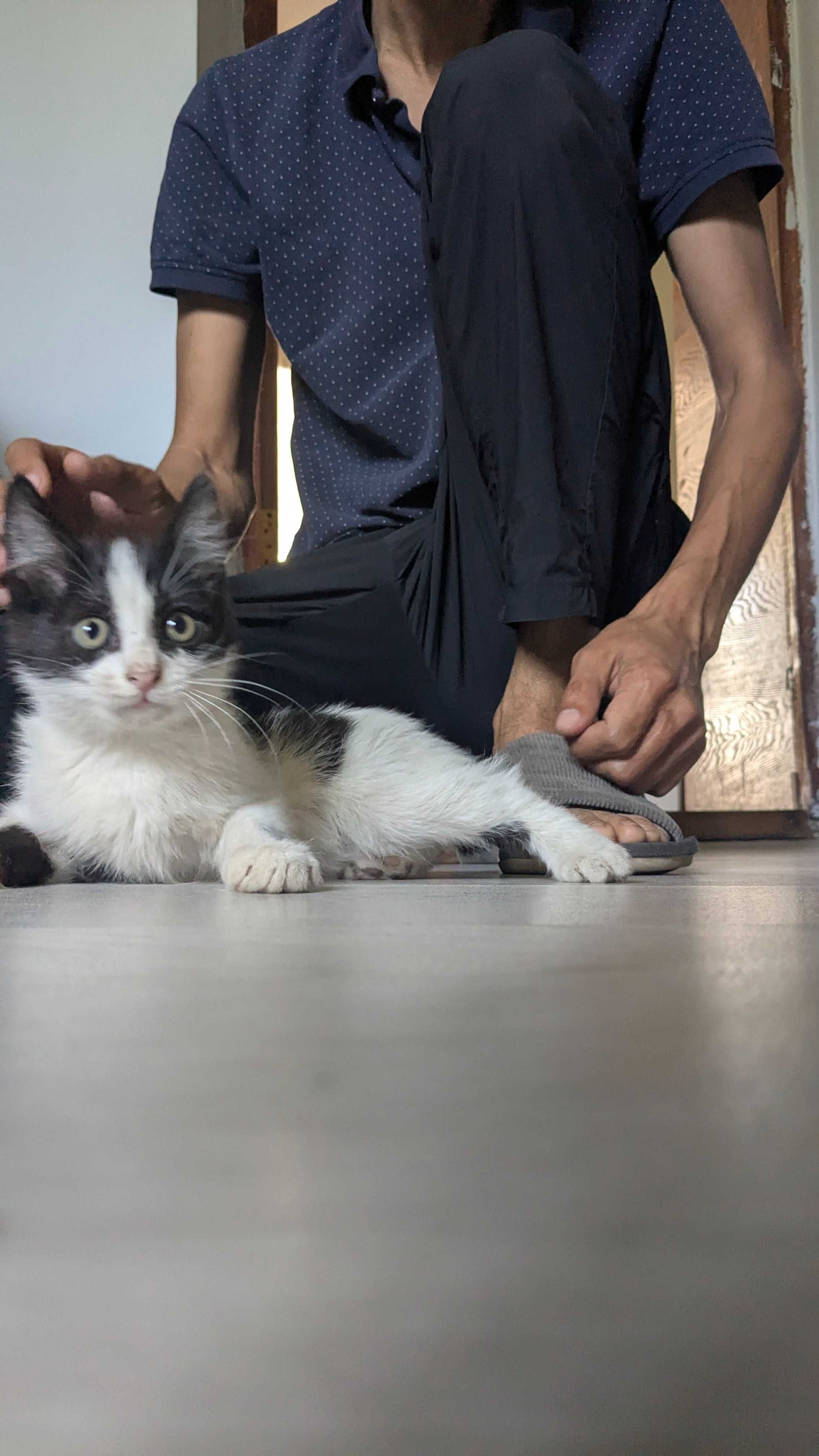 котенок, мальчик