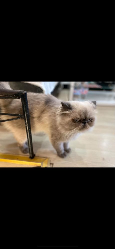 Персийска хималайска котка