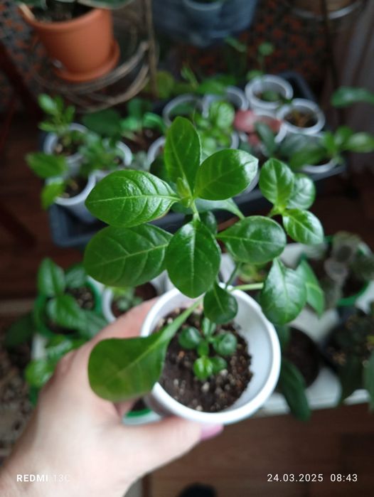 Продам отростки комнатных растений