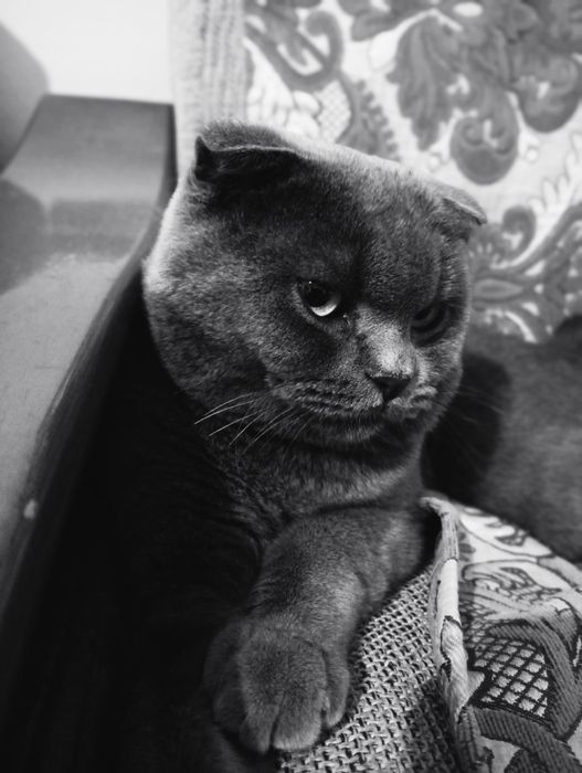 Vyazkaga Zotlik Mushuk (Scotish fold) qochirishga