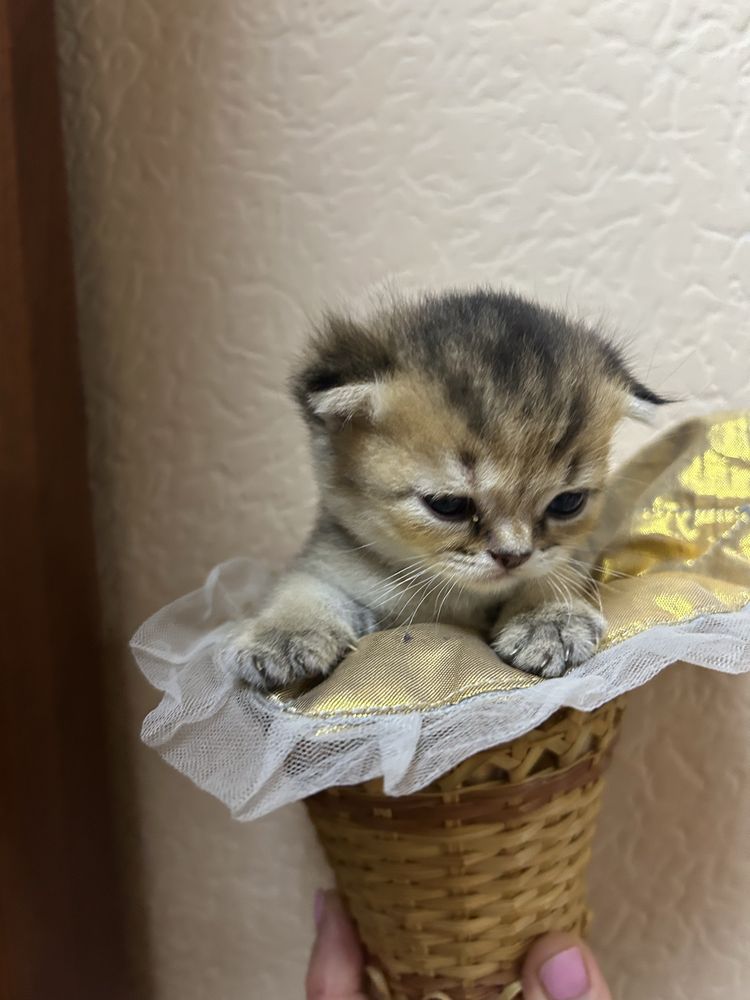 Продается котенок шотландский вислоухий