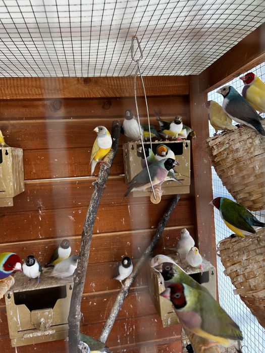 Gulzi gould amandine